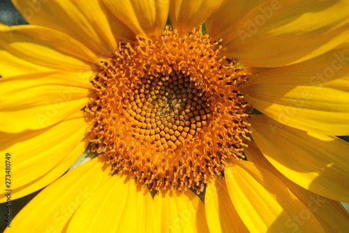 Yellow sunflower grows in summer beds.