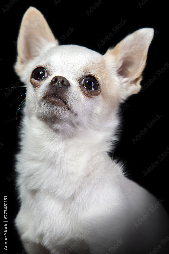 Portrait of a white chihuahua dog on a black background.