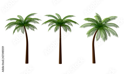 Set of green palm trees isolated on white background. 3d rendering