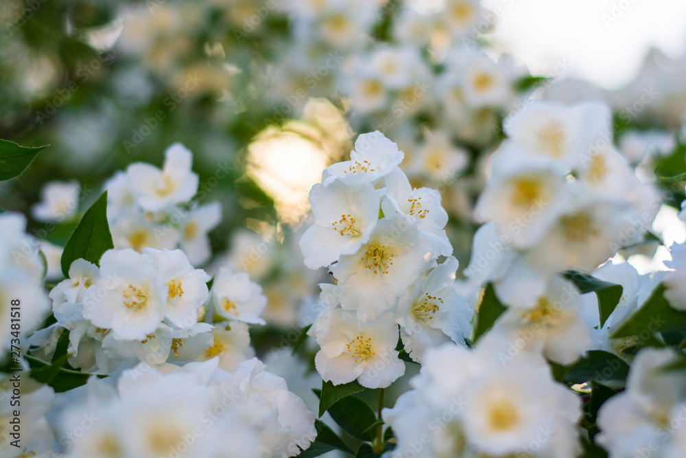 white jasmine flowers in the sunset in bright orange and yellow sun rays in the garden white jasmine flowers in the sunset in bright orange and yellow sun rays in the garden