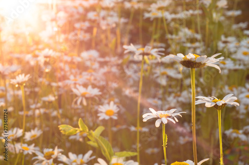 white chamomile flowers in the sunset in bright orange and yellow sun rays in the garden in the green colour and white flowers background