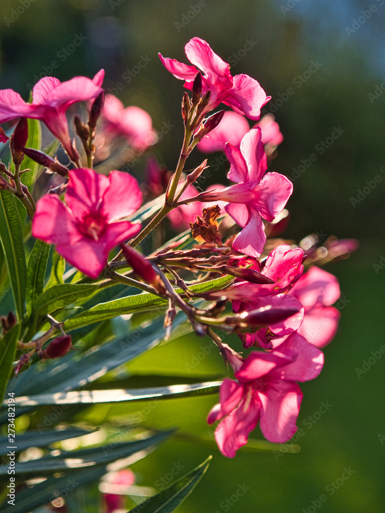 Pink oleander or nerium flower bloom with sunlight in the morning on nature background.