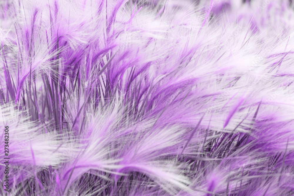 Obraz premium Beautiful nettle leaves purple foliage natural floral fern background. Ultra Violet creative and moody color of the picture.