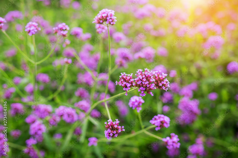Beautiful violet verbena flowers