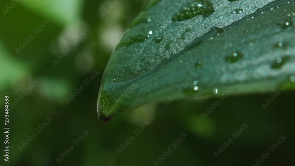 Water flows over leaf surface in the rain and drops from tip. Water flows over leaf surface in the rain and drops from tip.