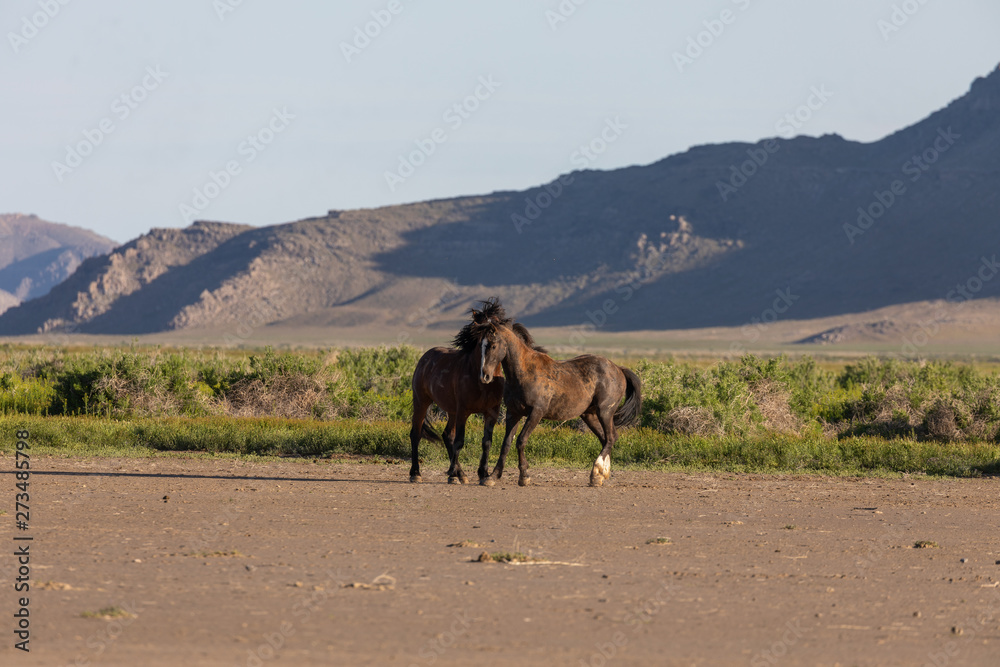 Pair of Wild Horse Stallions Fighting