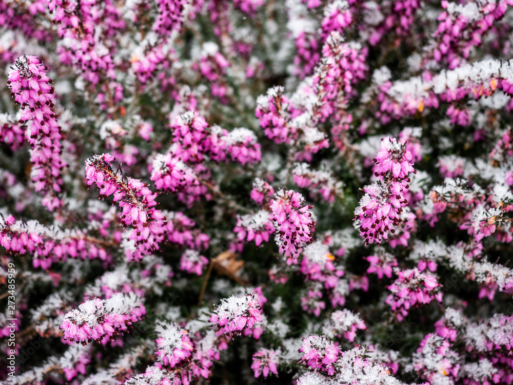 Purple small flowers covered in snow, Concept winter, cold, season, Purple small flowers covered in snow, Concept winter, cold, season,