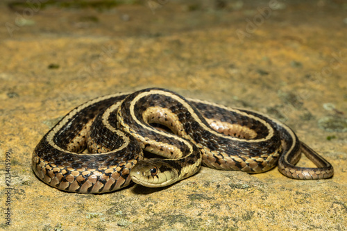 Female eastern garter snake - Thamnophis sirtalis photo
