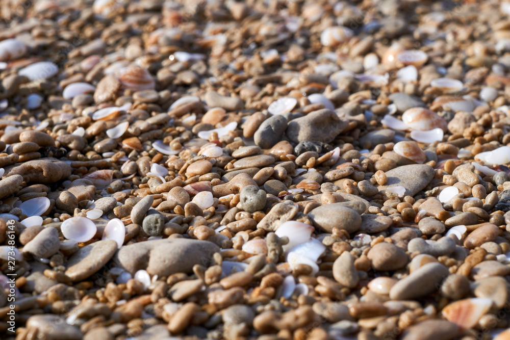 Closeup, side view of the seashells and pebbles on a sandy beach. Closeup, side view of the seashells and pebbles on a sandy beach.