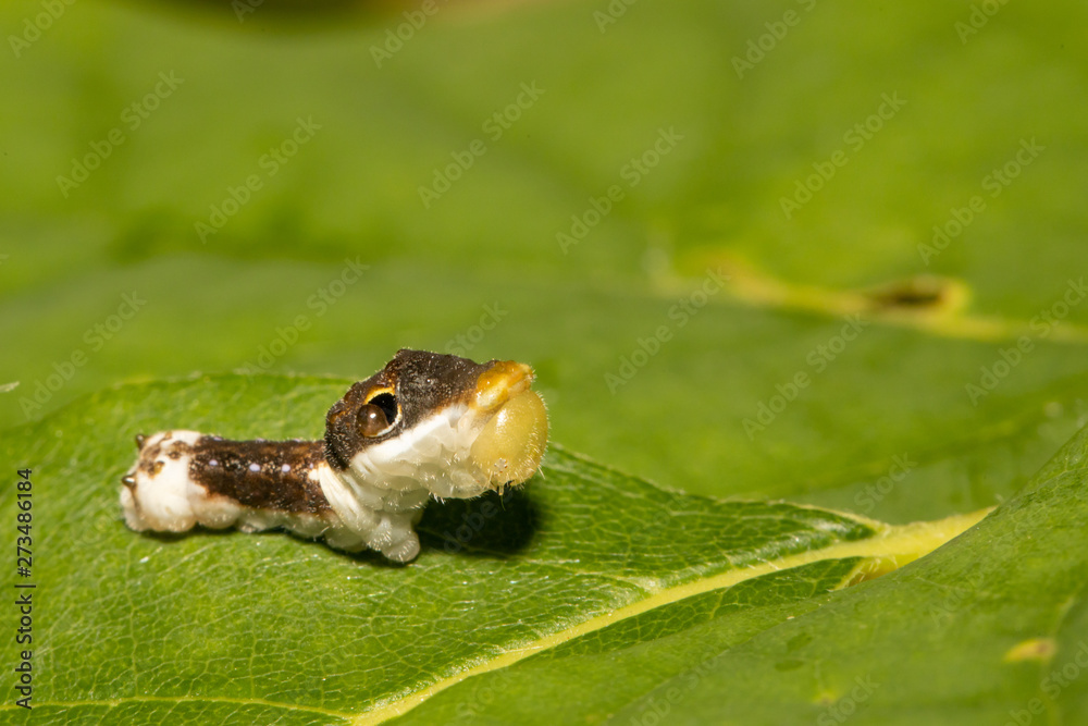 Early instar spicebush swallowtail caterpillar - Papilio troilus Early instar spicebush swallowtail caterpillar - Papilio troilus