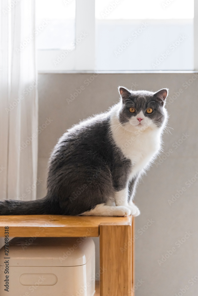 Cute british shorthair cat sitting on the table