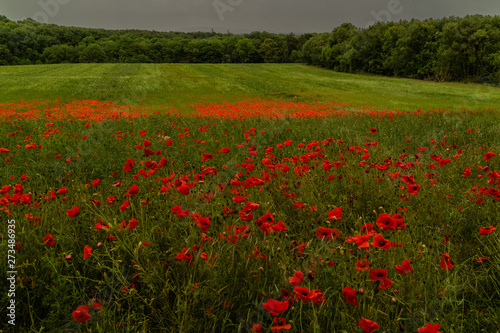 Poppies in a field on a stormy afternoon