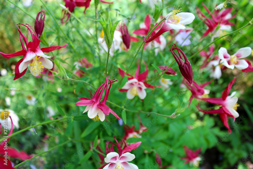 Red garden flowers as background image Red garden flowers as background image