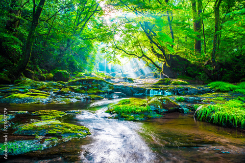 Fototapeta Naklejka Na Ścianę i Meble -  Kikuchi valley, waterfall and ray in forest, Japan