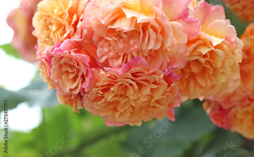 large bunches of rose blossoms hanging from a bush