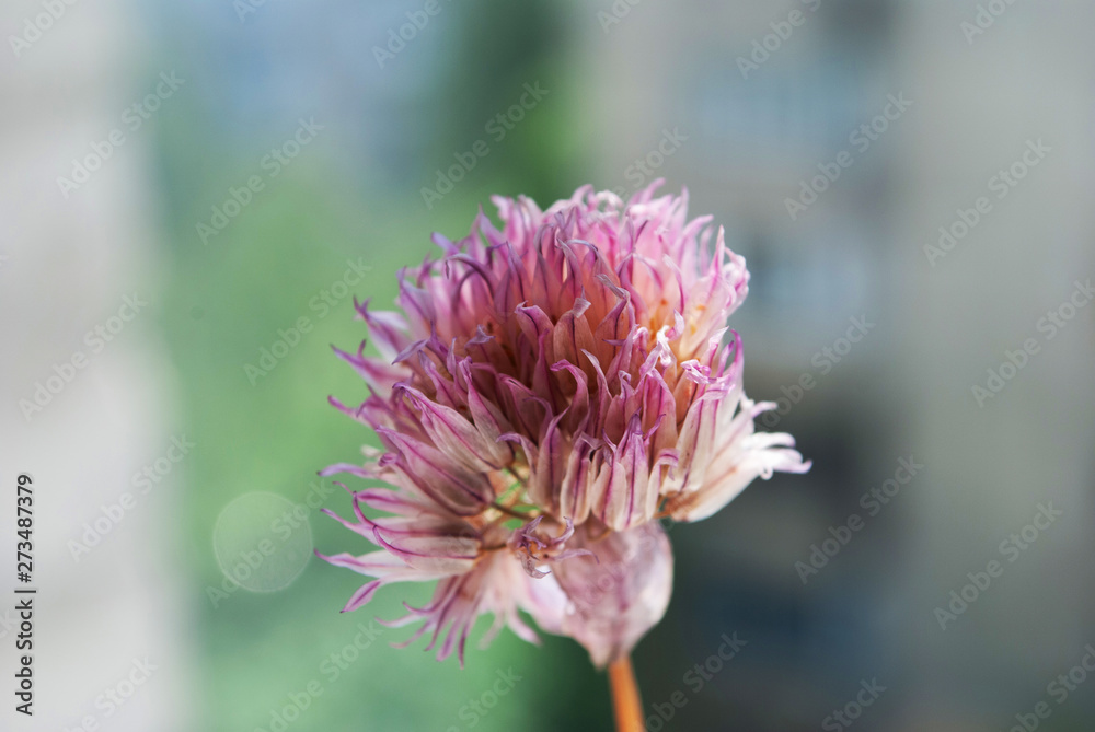wild field flowers. dry plants. botany wild field flowers. dry plants. botany