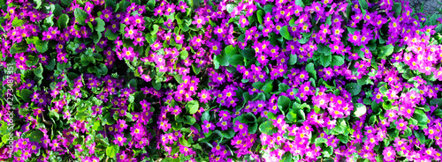 Purple garden flowers as background image.