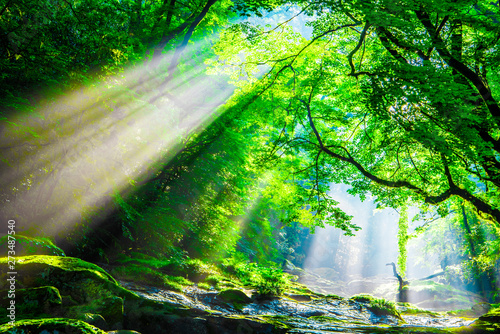 Fototapeta Naklejka Na Ścianę i Meble -  Kikuchi valley, waterfall and ray in forest, Japan