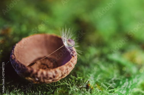 dandelion fluffon on acorn hat