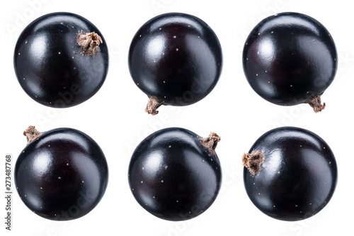Bild auf Leinwand Black currant isolate