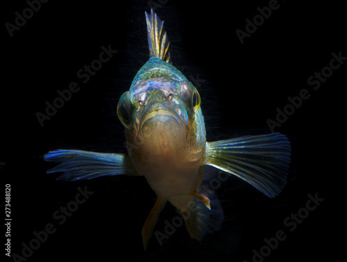 Canvas Print fish underwater lake river dark background eyes face colors