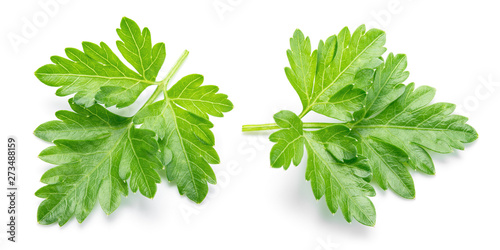 Parsley. Parsley isolated. Top view. Full depth of field.