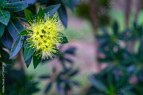 close-up of beautiful fluffy eucalyptus flowers on branch. Yellow flowers of the gumtree Angophora hispida. photo