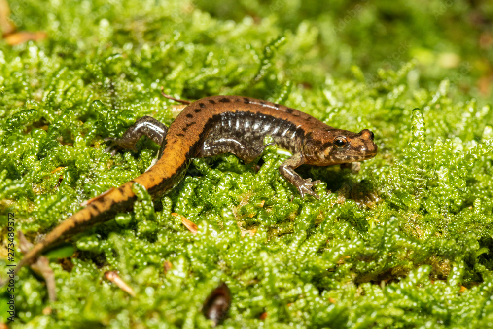 Allegheny mountain dusky salamander - Desmognathus ochrophaeus