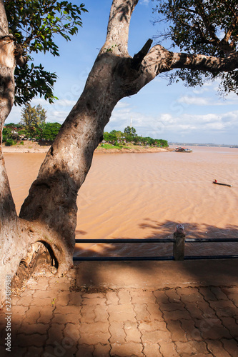 Ancient tree growing on Mekong riverbank on summer dusk.