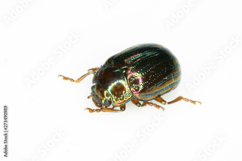 A Rosemary Leaf Beetle Close Up Shiny Insect