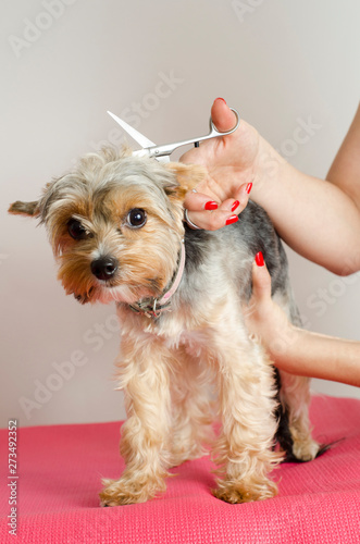 Vertical image Yorkie terrier being groomed 