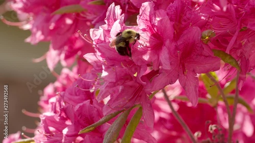 Fat native bumble bee pushes into vibrant pink Azalea flowers photo