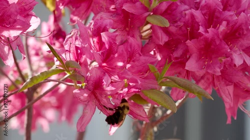 Bumblebee dangles underneath a cluster of colourful azalea flowers photo