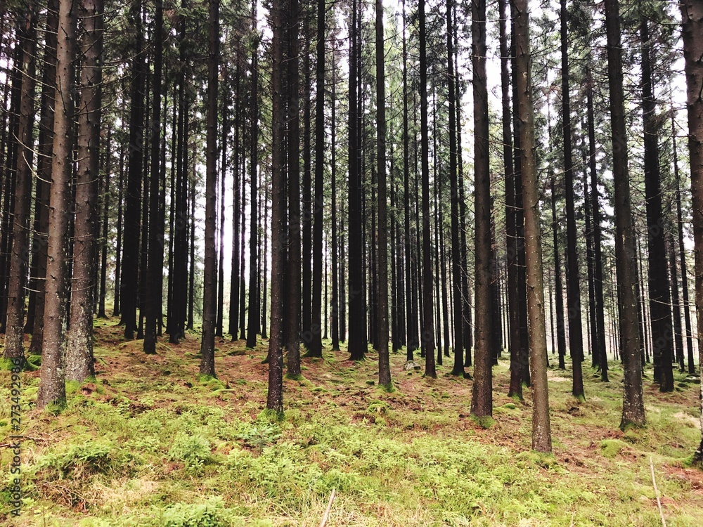 Obraz premium trees in the forest