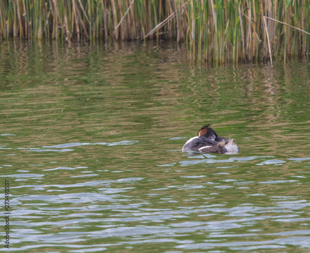 The adult great crested grebe, Podiceps cristatus with young duckling on her back on green clear lake with reeds. The adult great crested grebe, Podiceps cristatus with young duckling on her back on green clear lake with reeds.