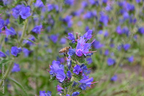 summer wildflowers