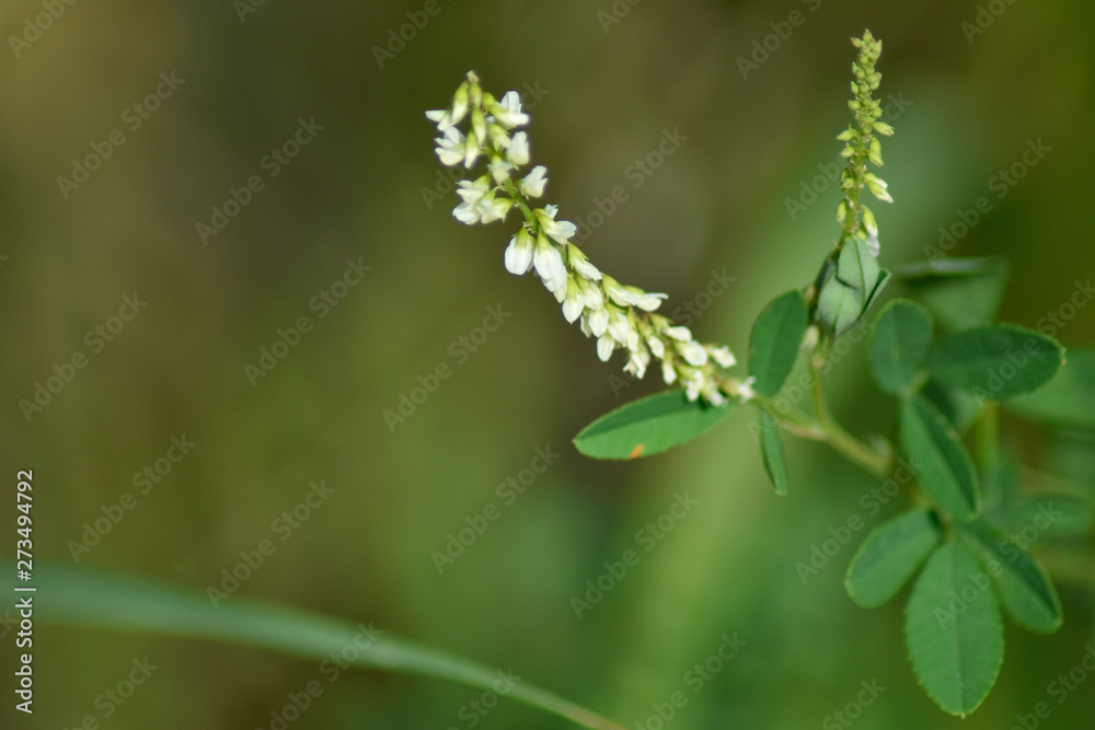 Beautiful white spring flowers with green background Beautiful white spring flowers with green background