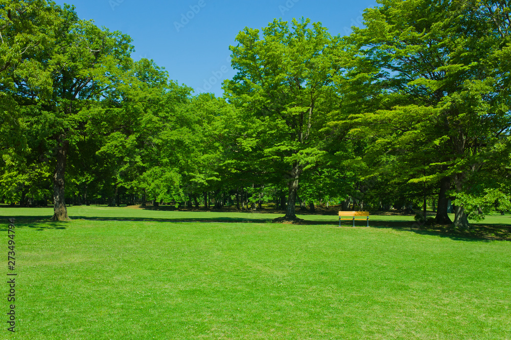 Fototapeta premium Green park