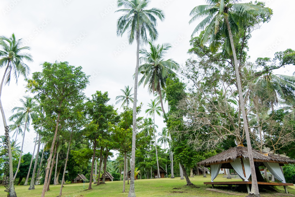 Obraz premium Coconut tree on the sky background