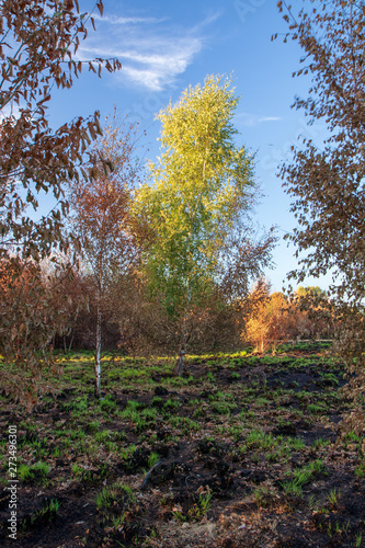 Wanstead flats after the fire photo