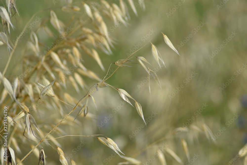 Fototapeta premium Close-up of corn ears in a field