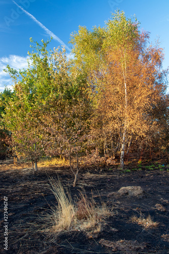 Wanstead flats after the fire photo