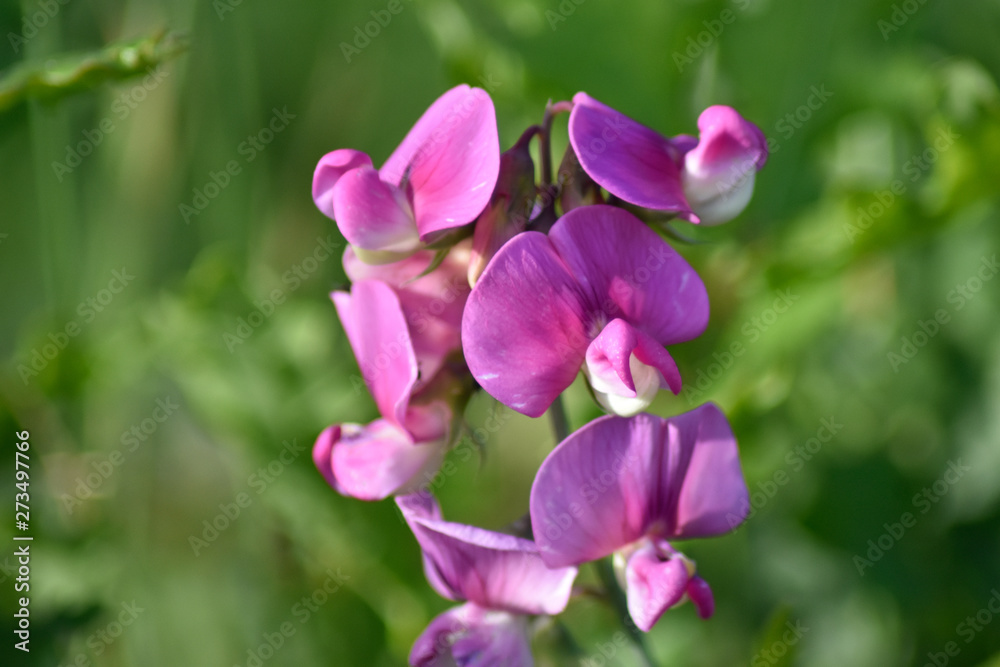 Close-up of purple spring flowers in natural light Close-up of purple spring flowers in natural light