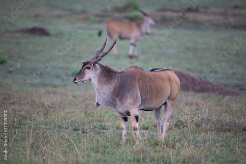 The common eland (Taurotragus oryx)