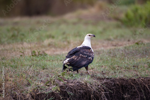 Fish eagle in Masai Mara National Park