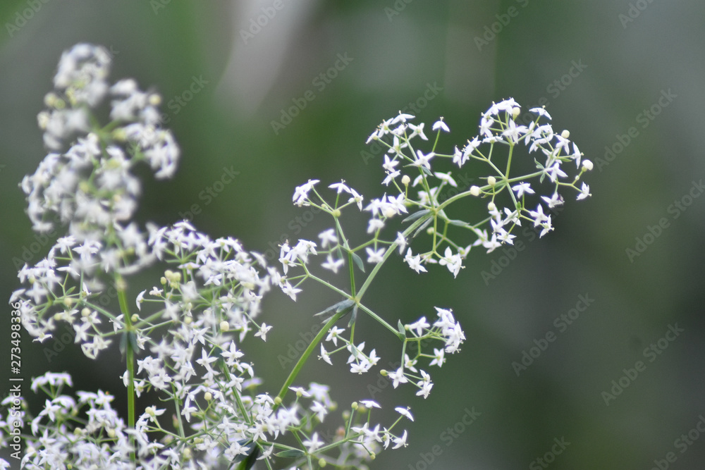 Beautiful white spring flowers with green background Beautiful white spring flowers with green background