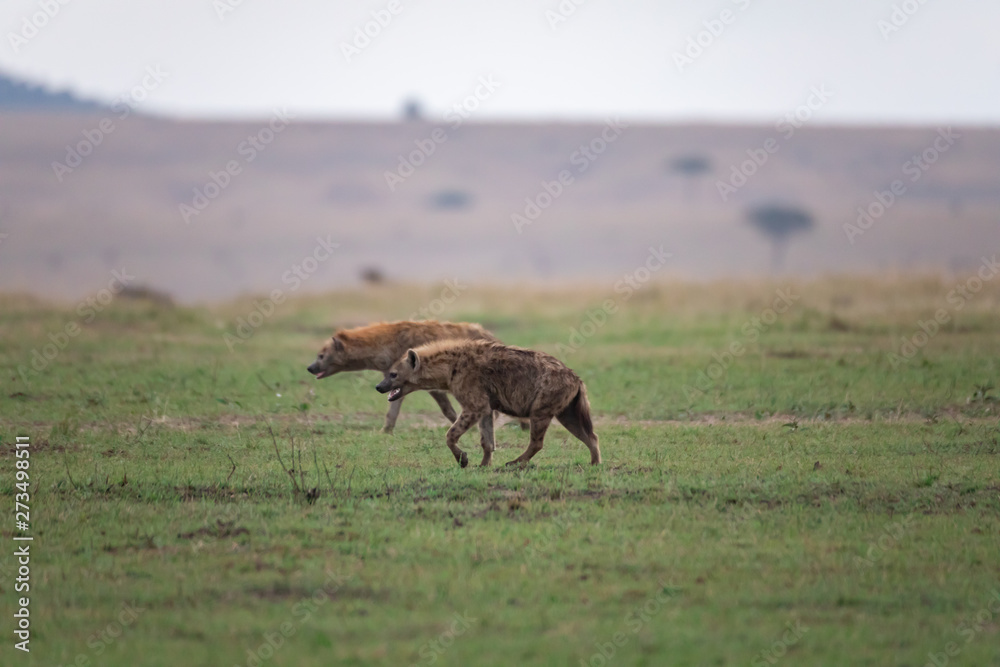 Hunting hyena 