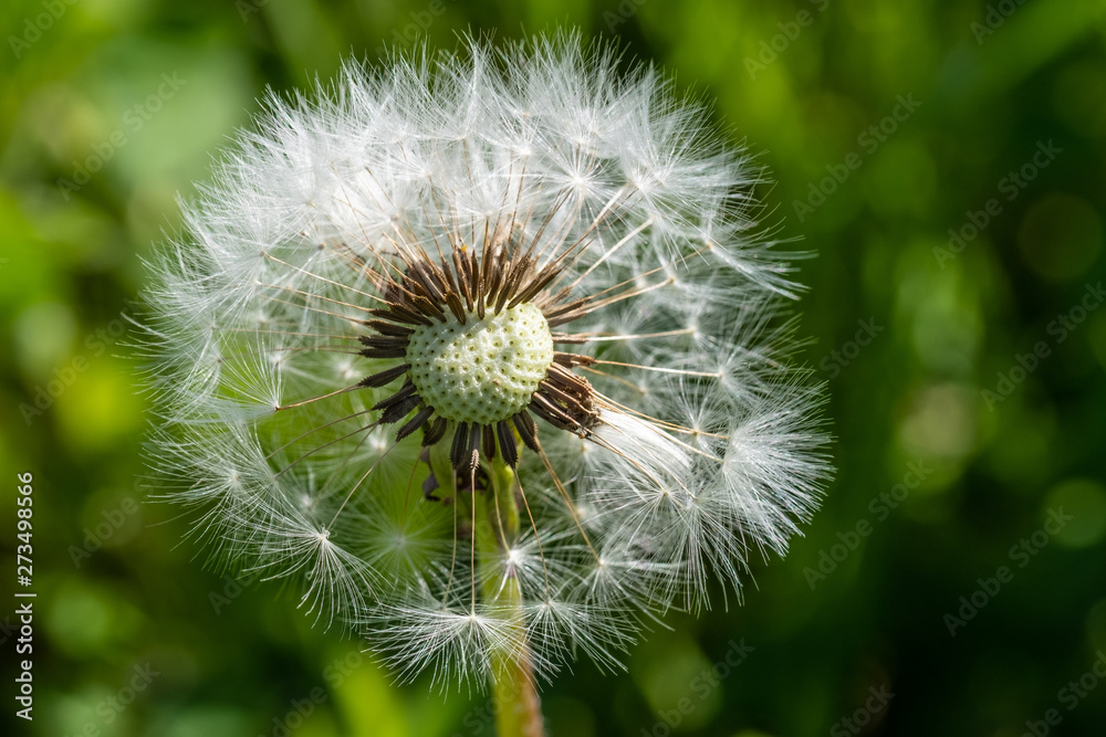 Fototapeta premium Makro / Detail einer Pusteblume