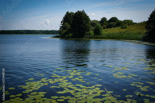 Fototapeta Naklejka Na Ścianę i Meble -  Lily pads growing under water from bottom of lake to the surface of water, leaf of lily pads floating on water, wild forest landscape at background