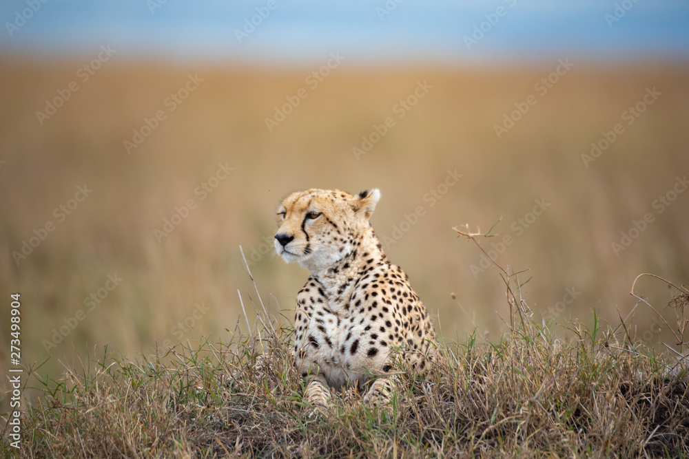 Cheetah in Masai Mara National Park Cheetah in Masai Mara National Park